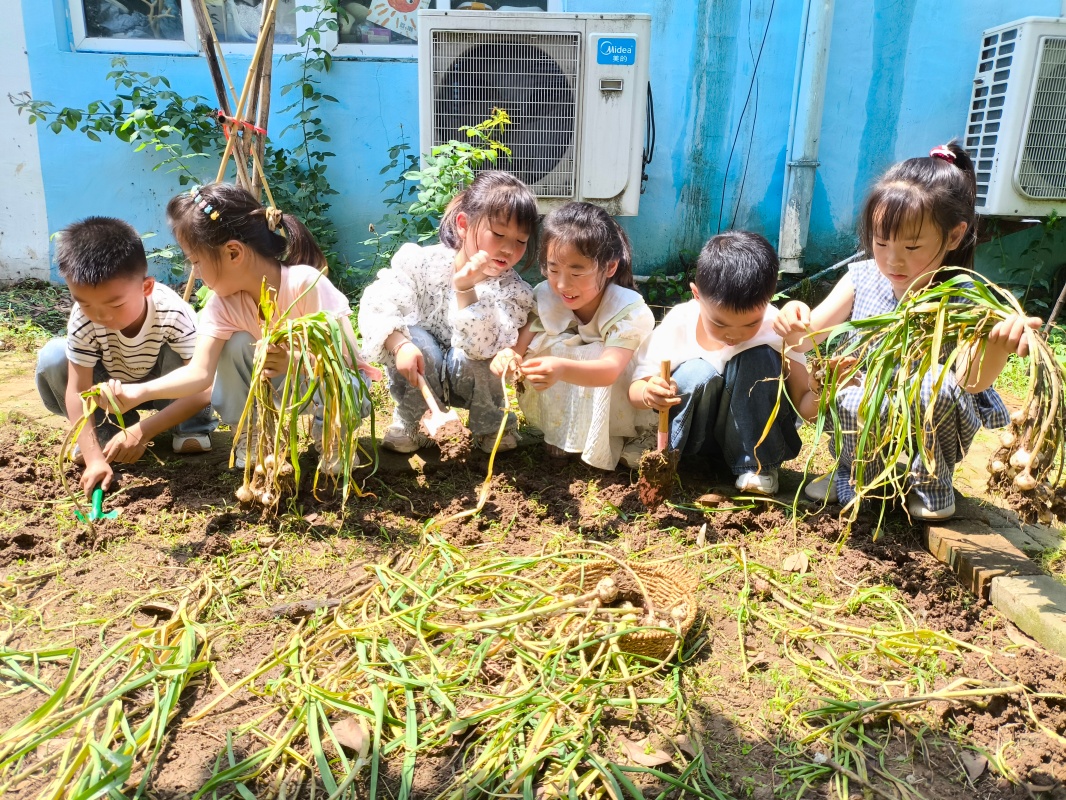 指尖传承民俗，蒜香浸润童心 ——邵店镇中心幼儿园劳动实践活动