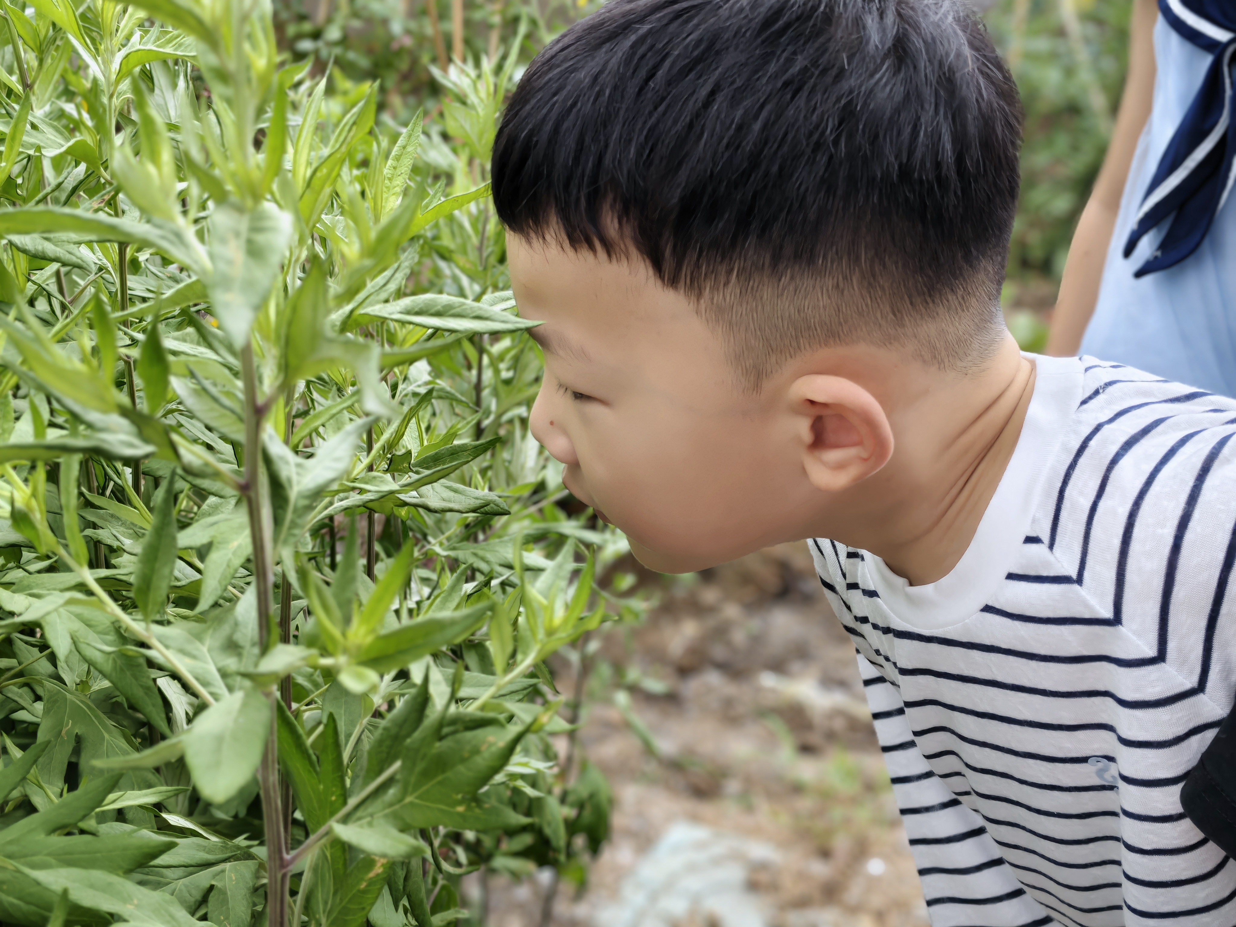 艾香满园 童承民俗——双塘镇中心幼儿园开展端午节主题手工活动